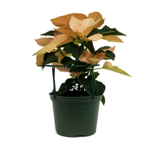 Load image into Gallery viewer, Poinsettia, 6in, Autumn Leaves