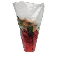 Load image into Gallery viewer, Poinsettia, 6in, Autumn Leaves