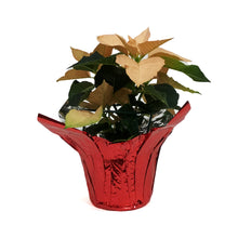 Load image into Gallery viewer, Poinsettia, 6in, Autumn Leaves
