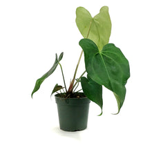 Load image into Gallery viewer, Anthurium, 4in, Pterodactyl