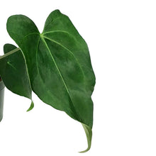 Load image into Gallery viewer, Anthurium, 4in, Pterodactyl