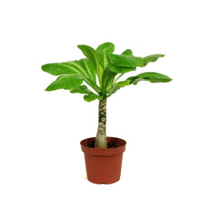 Load image into Gallery viewer, Palm, 6in, Hawaiian