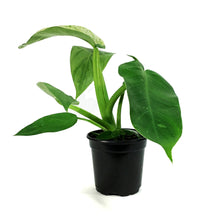 Load image into Gallery viewer, Philodendron, 4in, Jose Buono