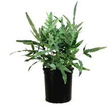Load image into Gallery viewer, Fern, 10in, Blue Star