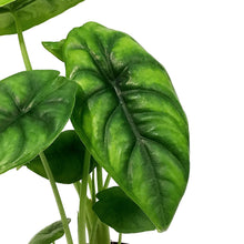 Load image into Gallery viewer, Alocasia, 4in, Green Shield
