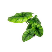 Load image into Gallery viewer, Alocasia, 4in, Green Shield