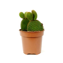 Load image into Gallery viewer, Cactus, 4in, Opuntia microdasys 'Bunny Ears'
