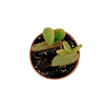 Load image into Gallery viewer, Cactus, 4in, Opuntia microdasys 'Bunny Ears'