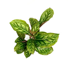 Load image into Gallery viewer, Calathea, 4in, Flamestar