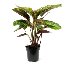 Load image into Gallery viewer, Calathea, 4in, Flamestar