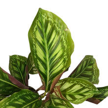 Load image into Gallery viewer, Calathea, 4in, Flamestar