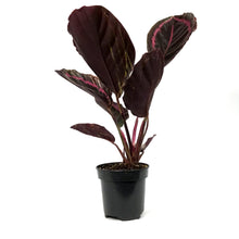 Load image into Gallery viewer, Calathea, 4in, Surprise Star