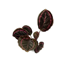 Load image into Gallery viewer, Calathea, 4in, Surprise Star
