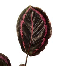 Load image into Gallery viewer, Calathea, 4in, Surprise Star