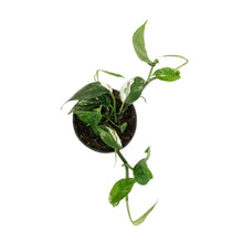 Load image into Gallery viewer, Epipremnum Pinnatum, 4in, Variegated