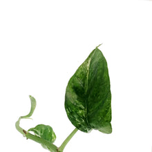 Load image into Gallery viewer, Epipremnum Pinnatum, 4in, Variegated