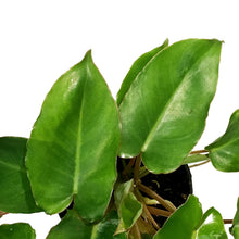 Load image into Gallery viewer, Philodendron, 4in, Burle Marx