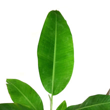 Load image into Gallery viewer, Banana, 7.5in