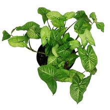 Load image into Gallery viewer, Syngonium, 10in, White Butterfly