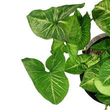 Load image into Gallery viewer, Syngonium, 10in, White Butterfly