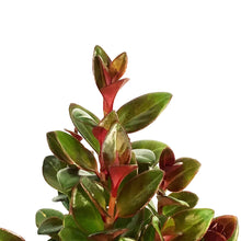 Load image into Gallery viewer, Goldfish Plant, 4in, Heidi