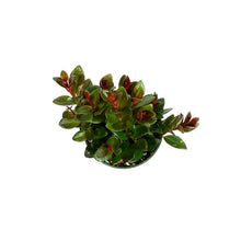 Load image into Gallery viewer, Goldfish Plant, 4in, Heidi