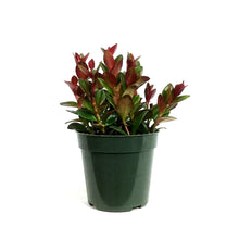 Load image into Gallery viewer, Goldfish Plant, 4in, Heidi