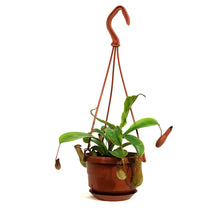 Load image into Gallery viewer, Nepenthes, 4in HB, Alata