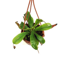 Load image into Gallery viewer, Nepenthes, 4in HB, Alata