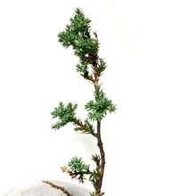Load image into Gallery viewer, Bonsai, 8in, Juniper in Cement Pot