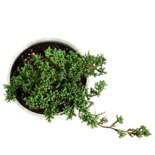 Load image into Gallery viewer, Bonsai, 8in, Juniper in Cement Pot