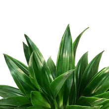 Load image into Gallery viewer, Dracaena, 10in, Janet Craig Compacta
