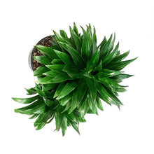 Load image into Gallery viewer, Dracaena, 10in, Janet Craig Compacta