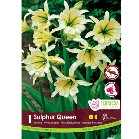 Ismene - Sulphur Queen Bulb, 1 Pack