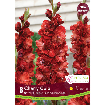 Gladiolus, Novelty - Cherry Cola Bulbs, 8 Pack