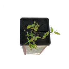 Load image into Gallery viewer, Blueberry, 1 gal, Top Hat