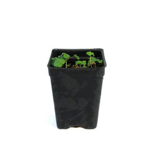 Load image into Gallery viewer, Raspberry, 2.5in, Anna (groundcover)