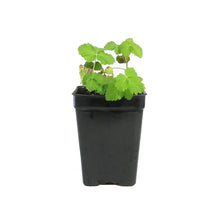 Load image into Gallery viewer, Raspberry, 2.5in, Valentina (groundcover)