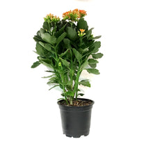 Load image into Gallery viewer, Calandiva Kalanchoe, 4in, Mandala Double Orange