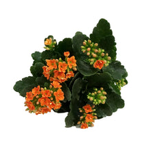 Load image into Gallery viewer, Calandiva Kalanchoe, 4in, Mandala Double Orange