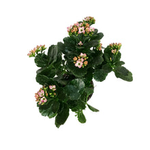 Load image into Gallery viewer, Calandiva Kalanchoe, 4in, Mandala Pink White