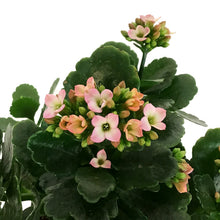 Load image into Gallery viewer, Calandiva Kalanchoe, 4in, Mandala Pink White