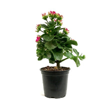 Load image into Gallery viewer, Calandiva Kalanchoe, 4in, Mandala Purple