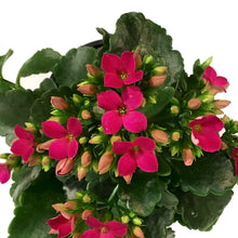 Load image into Gallery viewer, Calandiva Kalanchoe, 4in, Mandala Purple