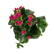 Load image into Gallery viewer, Calandiva Kalanchoe, 4in, Mandala Purple