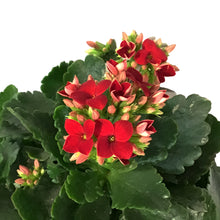 Load image into Gallery viewer, Calandiva Kalanchoe, 4in, Mandala Red