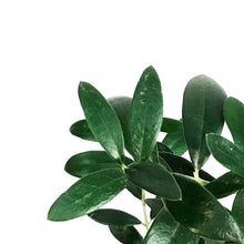 Load image into Gallery viewer, Olive, 9cm