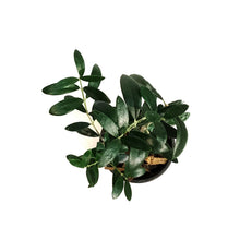 Load image into Gallery viewer, Olive, 9cm