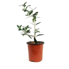 Load image into Gallery viewer, Olive, 9cm