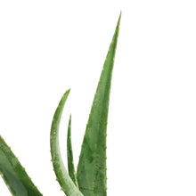 Load image into Gallery viewer, Aloe Vera, 8in